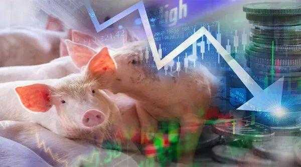 养猪的那只股票是什么（养猪的股票有哪几支）-图1